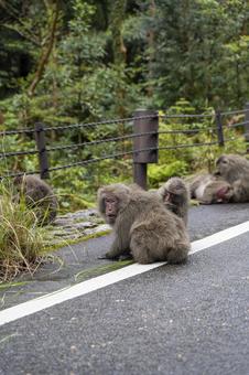 屋久島 野性の猿 屋久島 野性の猿の写真
