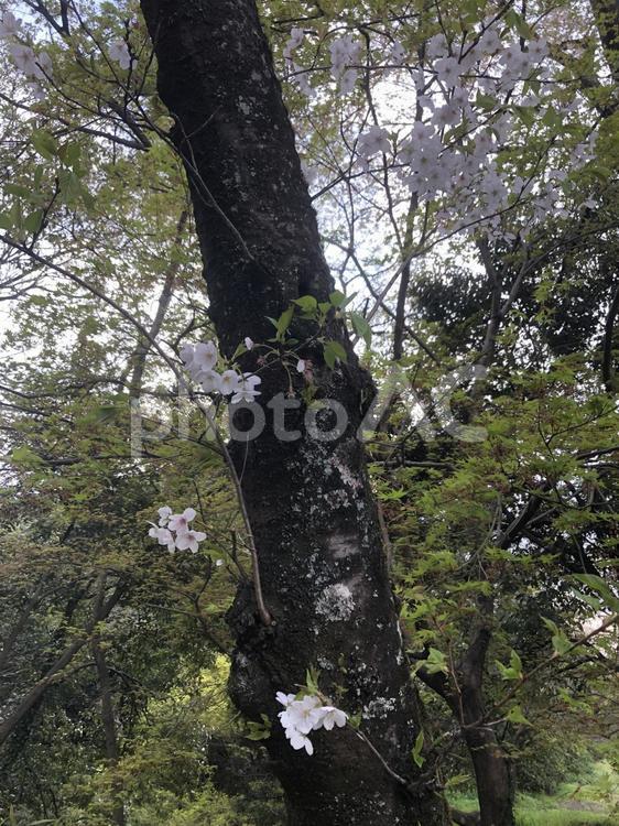 桜の木 桜の木,桜,さくらの写真素材
