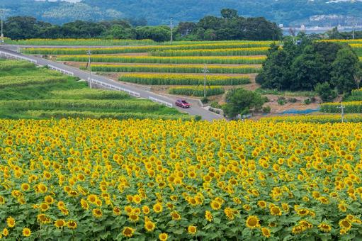 段々ひまわり 段々ひまわり ひまわり,長崎鼻,花とアートの岬の写真素材
