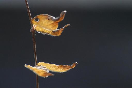 Photo, 낙엽, 겨울, 햇살, 
