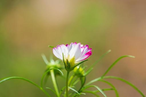 白とピンクの縁取りが美しいコスモスの花 白とピンクの縁取りが美しいコスモスの花の写真
