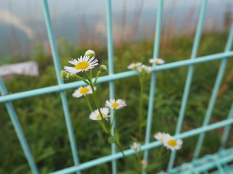 路地に咲く花（ノジギク）の写真