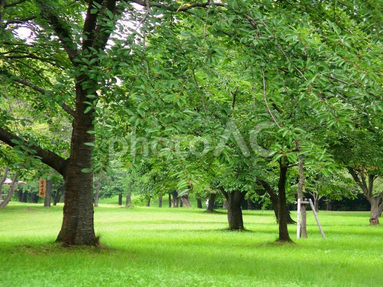緑の芝生と木々 公園,芝生,自然の写真素材