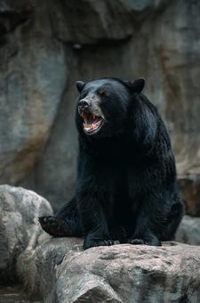 鋭い牙を見せるクロクマの顔 鋭い牙を見せるクロクマの顔の写真