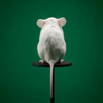 動物実験の象徴:白いマウス 動物実験の象徴:白いマウスの写真