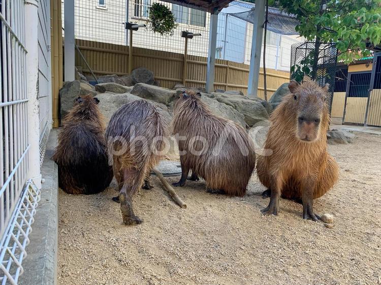 カピバラ カピバラ,生き物,動物の写真素材