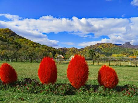 コキアの紅葉 コキア,紅葉,秋の写真素材