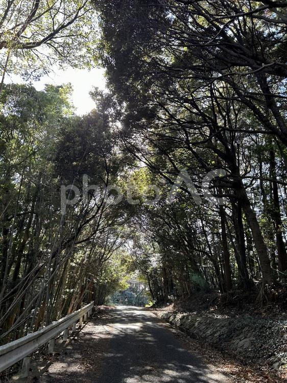 木々のトンネル 木々,木漏れ日,トンネルの写真素材