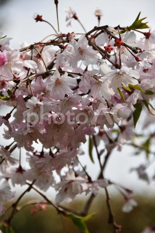桜（枝垂桜・シダレザクラ） 桜,枝垂桜,花見の写真素材