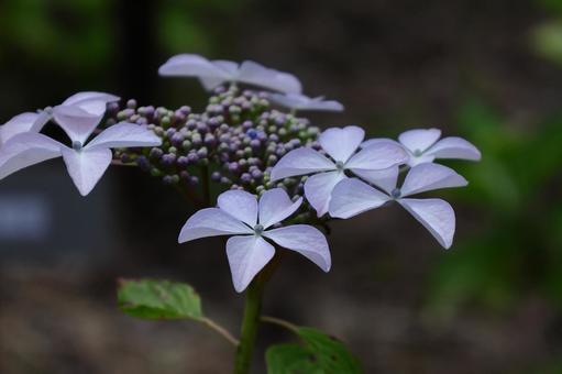 Photo, hydrangea, flower, hydrangea plant, 