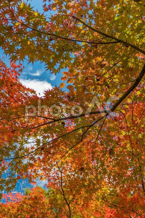 木漏れ日　紅葉 紅葉,もみじ,もみじ狩りの写真素材