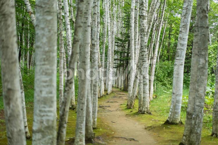北海道　富良野・美瑛　初夏の白樺並木 白樺,並木,北海道の写真素材