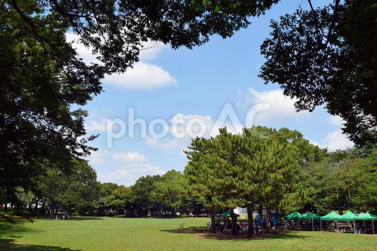 キャンプ場（引地台公園） キャンプ場,芝生,空の写真素材