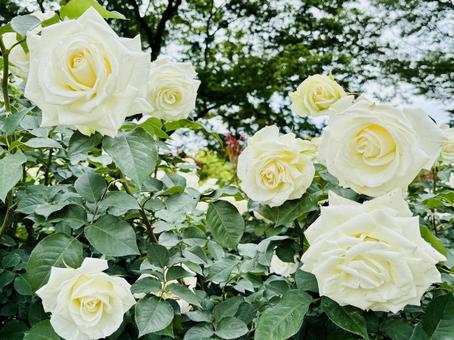 白い薔薇② 白い薔薇② バラ,薔薇,白の写真素材
