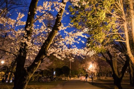 別所沼公園の夜桜 別所沼公園の夜桜 桜,夜桜,花見の写真素材