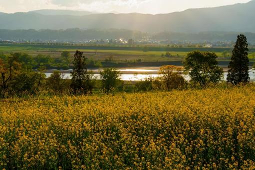 250504飯山市菜の花公園 長野県,飯山市,菜の花公園の写真素材