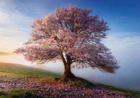朝日に染まる桜の丘の情景 朝日に染まる桜の丘の情景の写真