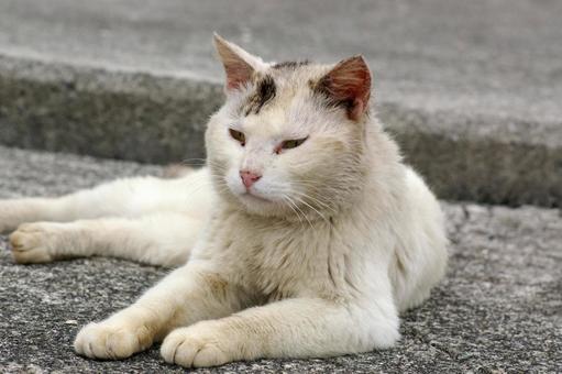 A large white pheasant cat relaxing at the harbor, JPG
