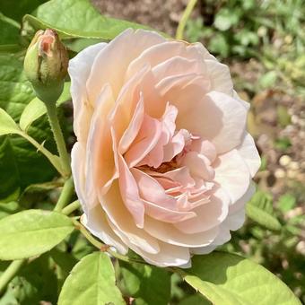 花★薔薇(バラ スィート・ジュリエット 花★薔薇(バラ スィート・ジュリエットの写真