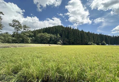 黒又山 クロマンタ 黒又山 クロマンタの写真