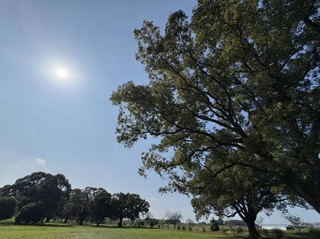 環境を大事に 自然,環境,木の写真素材
