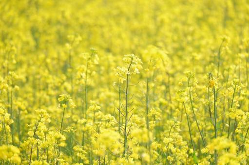 春の花 春の花の写真