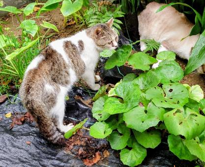 野良猫ちゃんのある日 哺乳動物,ねこ,屋外での写真素材