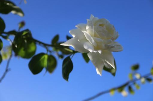 青空に咲く白い薔薇 青空に咲く白い薔薇の写真