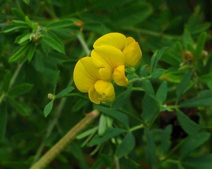 ミヤコグサ ミヤコグサの写真