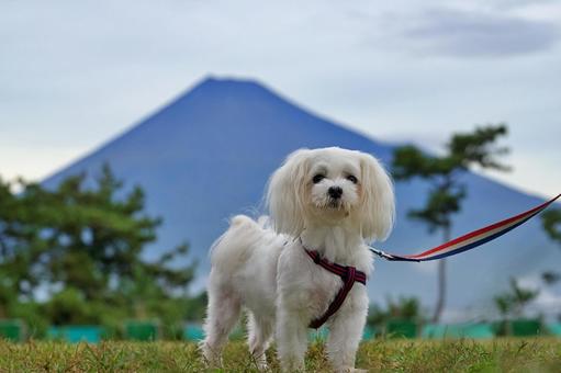 マルチーズ(富士山と記念写真) マルチーズ(富士山と記念写真) 犬,マルチーズ,可愛い犬の写真素材