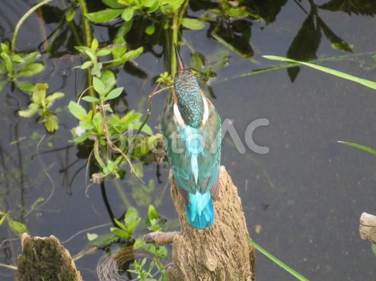 川辺の木の杭に止まったカワセミ後ろ姿 カワセミ,翡翠,鳥の写真素材