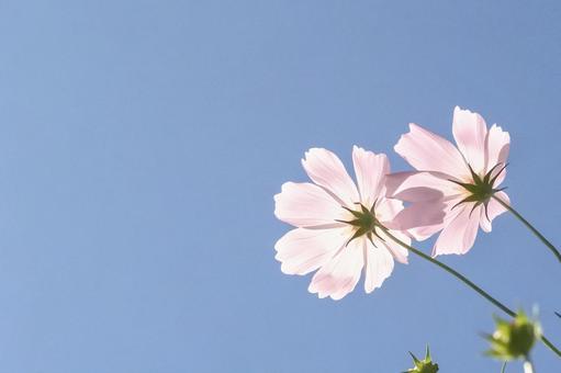青空とコスモス② 青空とコスモス② コスモス,秋桜,秋の写真素材