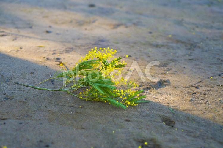 砂地のミモザ ミモザ,ミモザの花,アカシアの写真素材