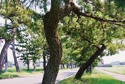 東海道松並木(袋井宿) 東海道,旧東海道,歴史街道の写真素材