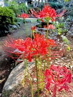 ヒガンバナ 柏市観音寺 ヒガンバナ 柏市観音寺の写真