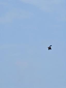 もやのかかった空を飛ぶ鳥 もやのかかった空を飛ぶ鳥の写真