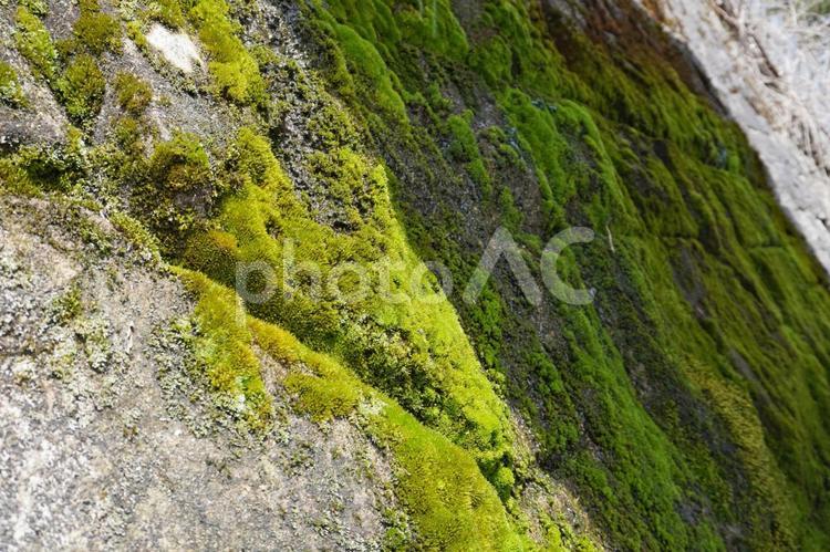 石垣風コンクリートについた苔07 石垣,コンクリート,壁の写真素材
