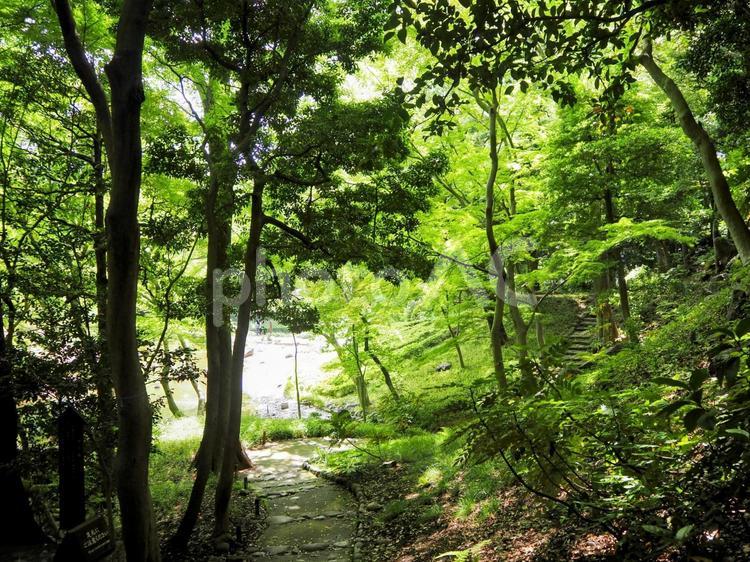 小石川後楽園の池＆新緑の森（文京区） 夏,小石川後楽園,文京区の写真素材