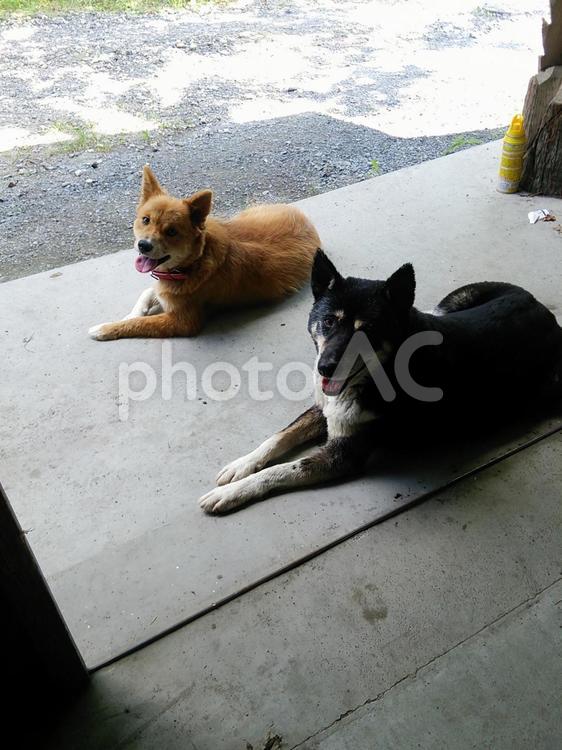 農家の風景① 農家,犬,イヌの写真素材