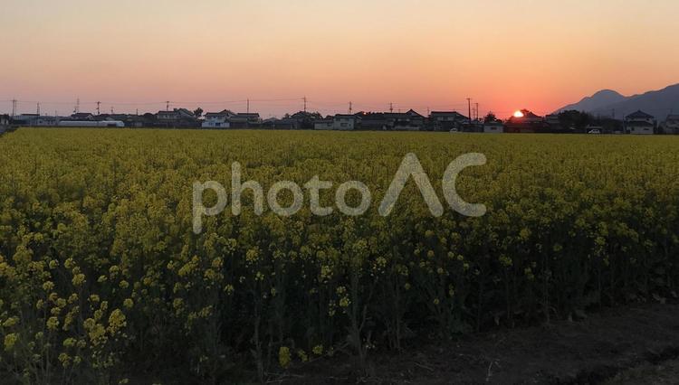 菜の花畑に沈む夕日　出雲市斐川町 菜の花,菜の花畑,お花畑の写真素材