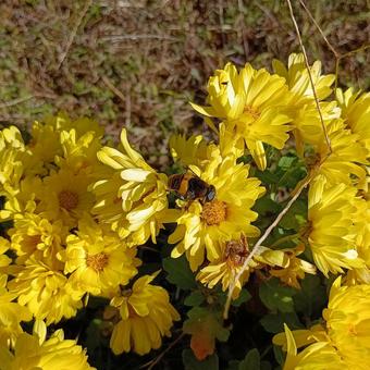 菊の花とハナアブ 菊,キク,花の写真素材