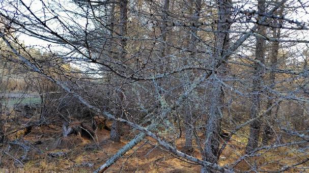 森林の倒木 倒木,森林,木の写真素材