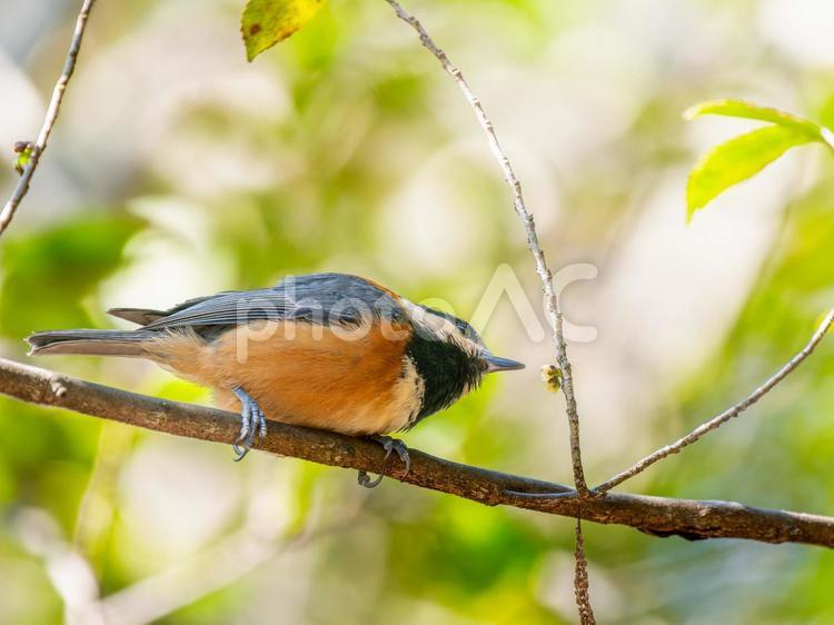 枝にとまるヤマガラ ヤマガラ,野鳥,鳥の写真素材