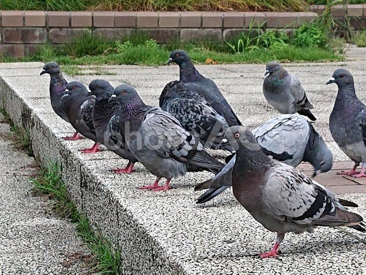 横並びのはとたち よーいドン,ドバト,土鳩の写真素材