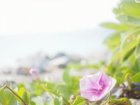 沖縄水納島のハマヒルガオ 沖縄水納島のハマヒルガオの写真