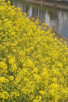 菜の花の写真