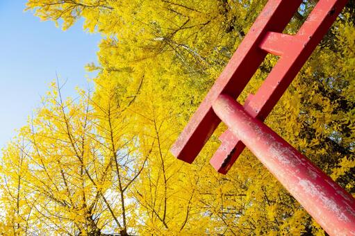白幡のいちょう⑻ イチョウ,黄葉,晩秋の写真素材