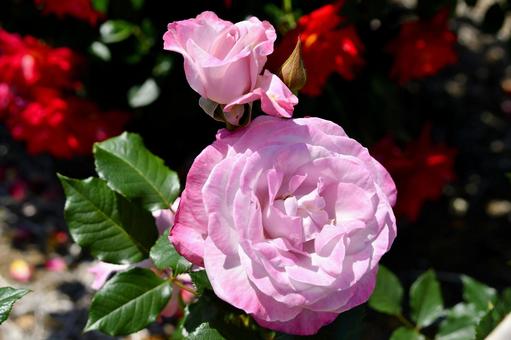 薔薇 ライラックビューティー 薔薇 ライラックビューティー 薔薇,ライラックビューティー,花の写真素材