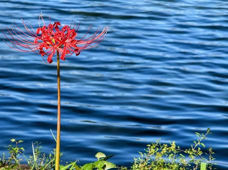 青い水面を背景にした一輪の曼珠沙華 青い水面を背景にした一輪の曼珠沙華 彼岸花,曼珠沙華,リコリスの写真素材