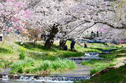 観音寺川の桜並木 さくら,桜,サクラの写真素材